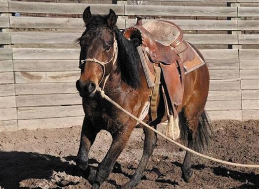 Valley Horse Rescue Eagle, CO Frisco - 4 year old Quarter Horse cross gelding approximately 14.