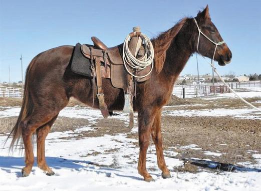 SALE PREVIEW March 11, 2016 5:30pm to 7:00pm in the Stadium Arena Hip #54 Consigned By: Dumb Friends Harmony Equine Center Franktown, CO Prosper - 5 year old Quarter Horse mare 14hh very sweet, quiet