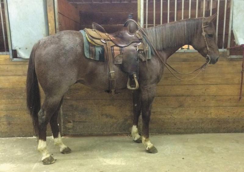 1hh chestnut roan level headed, has a smooth trot, and a pretty lope. He has been on lots of trail rides and can lead or follow, and stands quietly at the trailer or hitching post.