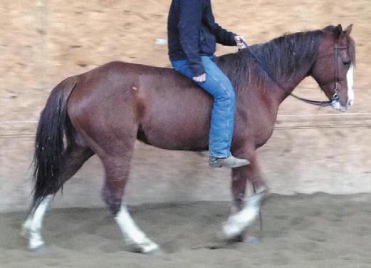 For more information call Joe: 719-431-3137 Hip #12 Zippos Buddy - 8 year old registered Appaloosa Club, big strong 15.2hh chestnut gelding with lots of chrome. He wares a number 2 shoe.