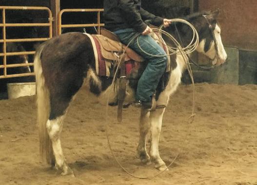 SALE PREVIEW March 11, 2016 5:30pm to 7:00pm in the Stadium Arena Hip #16 Style - 6 year old gray AQHA gelding well broke to ride, will move off leg pressure, will lope circles calm and
