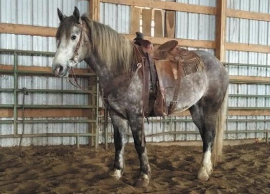 For more information call Alvin: 660-684-6974 Hip #18 Consigned By: Reuben Otto Sullivan, IL Crisco -10 year old quarter pony gelding 13.2hh Super quiet and gentle.