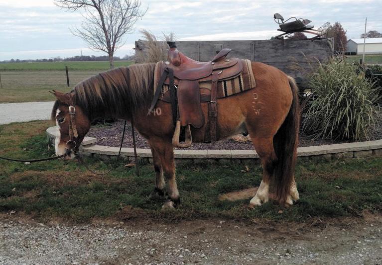 For more information call Reuben Otto: 217-972-2373 Hip #19 Consigned By: Joe Loveridge Heber City, UT Boons Little Pepper - 10 year old AQHA bay roan, good looking gelding with some of the