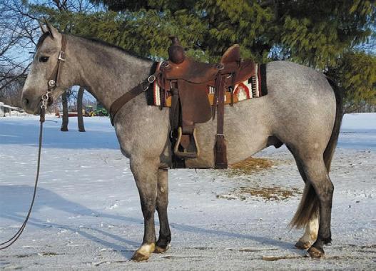 He is sound and up to date on worming and shots. For more information call Joe: 801-361-6772 Watch video at www.rmohorses.com Hip #20 Tater - 4 year old pony gelding, 13.