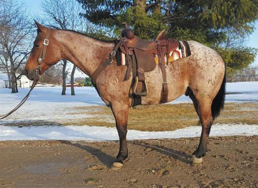 SALE PREVIEW March 11, 2016 5:30pm to 7:00pm in the Stadium Arena Hip #21 Tuff - 8 year old Quarter Horse gelding well broke, kids been riding him and he has been used to check fence, move cattle and