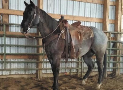 For more information call Norman: 660-684-6369 Hip #24 Consigned By: Enos Yoder Westcliff, CO Dandy - 6 year old red roan Pony gelding broke to ride and drive.