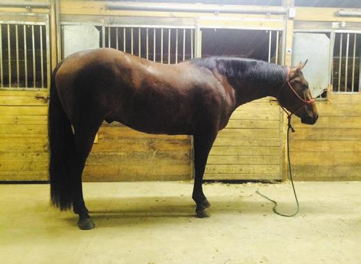SALE PREVIEW March 11, 2016 5:30pm to 7:00pm in the Stadium Arena Hip #26 Gotonmygoodrideshoes -Stable name: Ryder, 4 year old AQHA gelding that will walk,