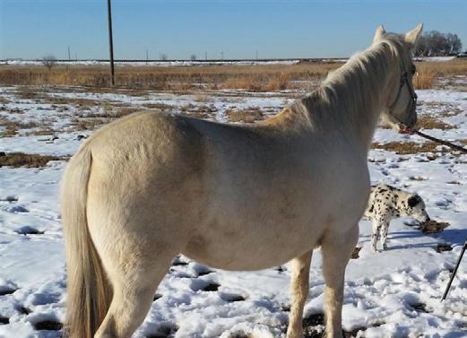 Doc Dam: Peppys Sassy Chick 8 year old registered Palomino, well broke and super quiet. Been used at a feedlot for 2 years.