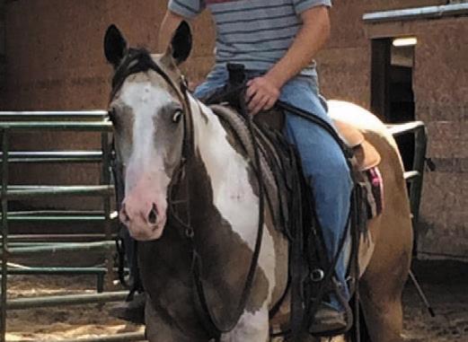 SALE PREVIEW March 11, 2016 5:30pm to 7:00pm in the Stadium Arena Hip #31 Consigned By: Joe Loveridge Heber City, UT Stetson - 10 year old flashy Paint gelding that will ride anywhere and can gather