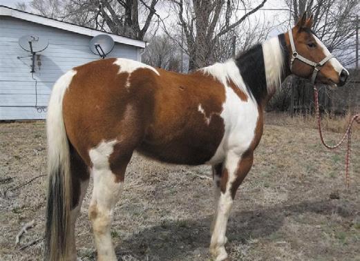 See Photo and video on Facebook at West Fork Ranch Hip #33 Consigned By: Norman Kauffman Jamesport, MO Teddy Bear - 6 year old registered Connemara gelding 14hh pony.