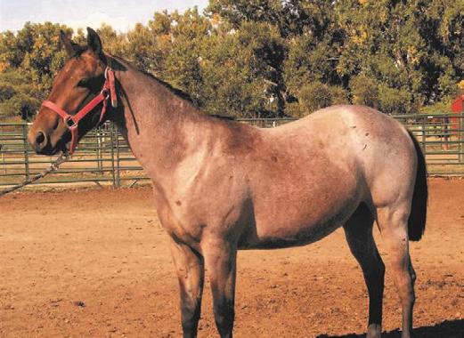 This breed makes for a nice all around pony. Registration Name: Legacy s Golden Chalice.