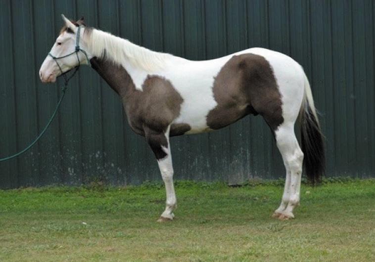 SALE PREVIEW March 11, 2016 5:30pm to 7:00pm in the Stadium Arena Hip #36 Hammers Breezy Bar - Hammer is 5 years old APHA gelding very uniquely marked grulla Paint