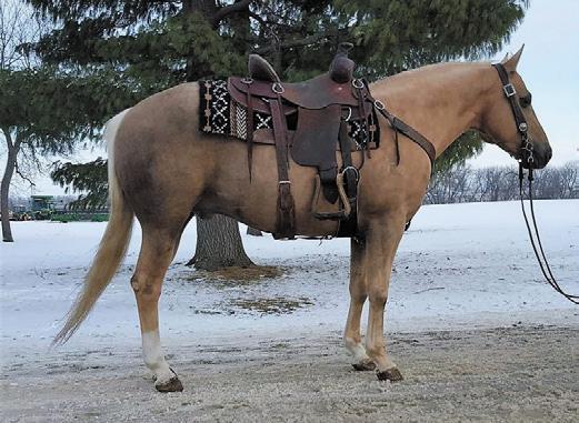 1hh sorrel gelding, well built with lots of chrome. He is a nice trail horse and has been used on the ranch.