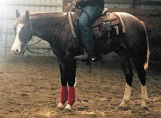 SALE PREVIEW March 11, 2016 5:30pm to 7:00pm in the Stadium Arena Hip #41NO PHOTO AVAILABLE Consigned By: Perry Phillips Tennessee Bronson - 12 year old registered buckskin Quarter Horse gelding.