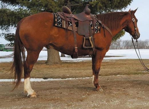 He is ready to go any direction you choose. Watch videos on Facebook at West Fork Ranch Hip #43 Checkers - 10 year old 18hh Clydesdale gelding broke to ride and drive.