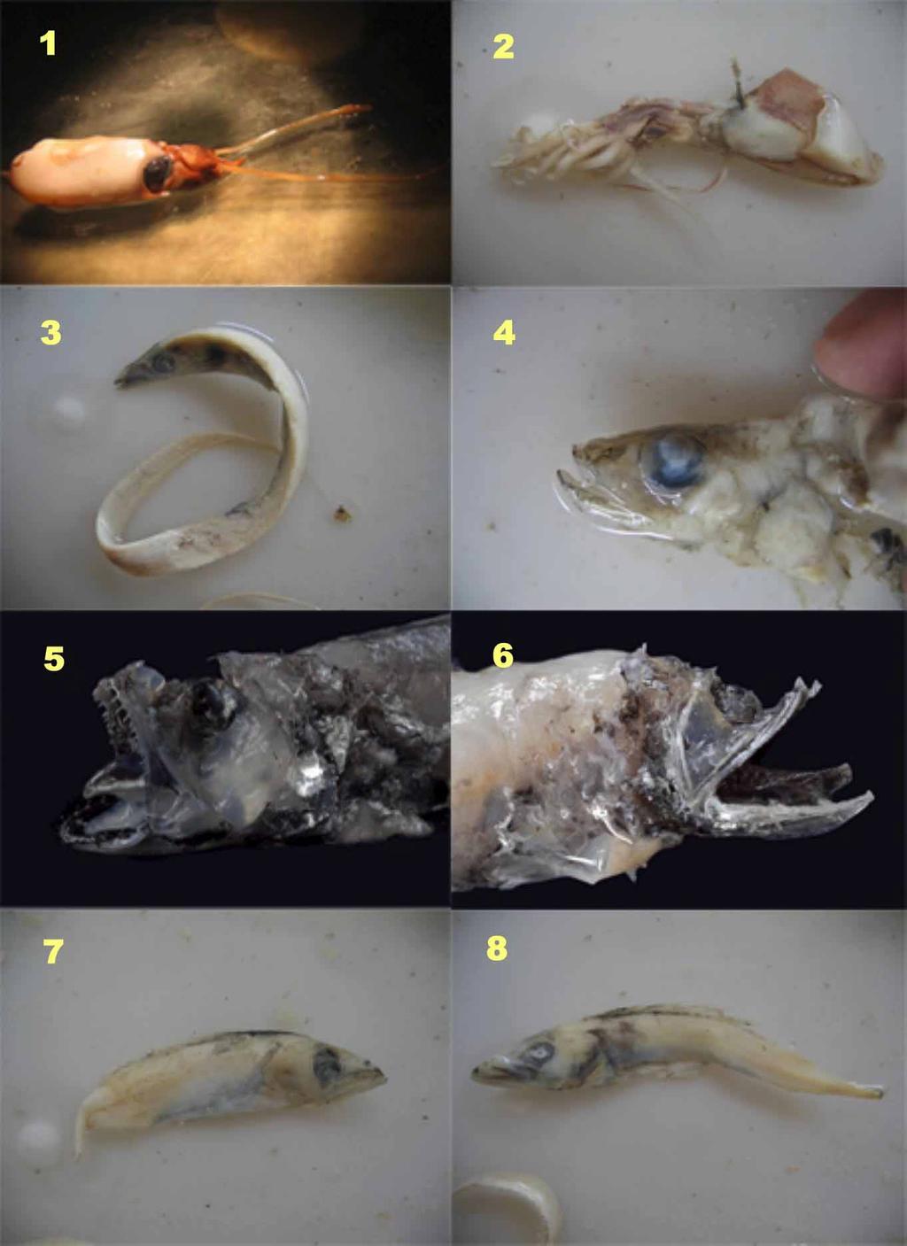 FIGURE 6. Stomach contents of Eumegistus brevorti caught off Bahia, Northeast Brazil: 1. Cephalopoda, Spirulidae, Spirula spirula. 2. Cephalopoda, Enoploteuthidae. 3.