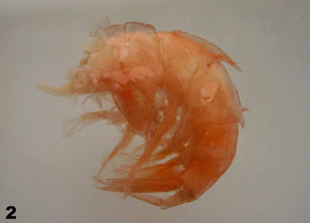 FIGURE 11. Stomach contents of Taractichthys longipinnis caught off Bahia, Northeast Brazil: 1. Cephalopoda, Ommastrephidae; 2. Crustacea, Decapoda, Oplopheridae.