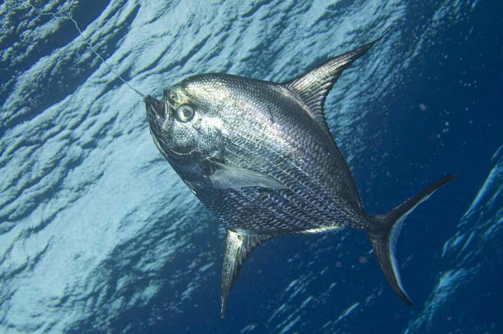 FIGURE 18 A & B Taractichthys longipinnis, adult male, 472.4 mm SL, caught off Praia do Forte, Bahia, Northeast Brazil.