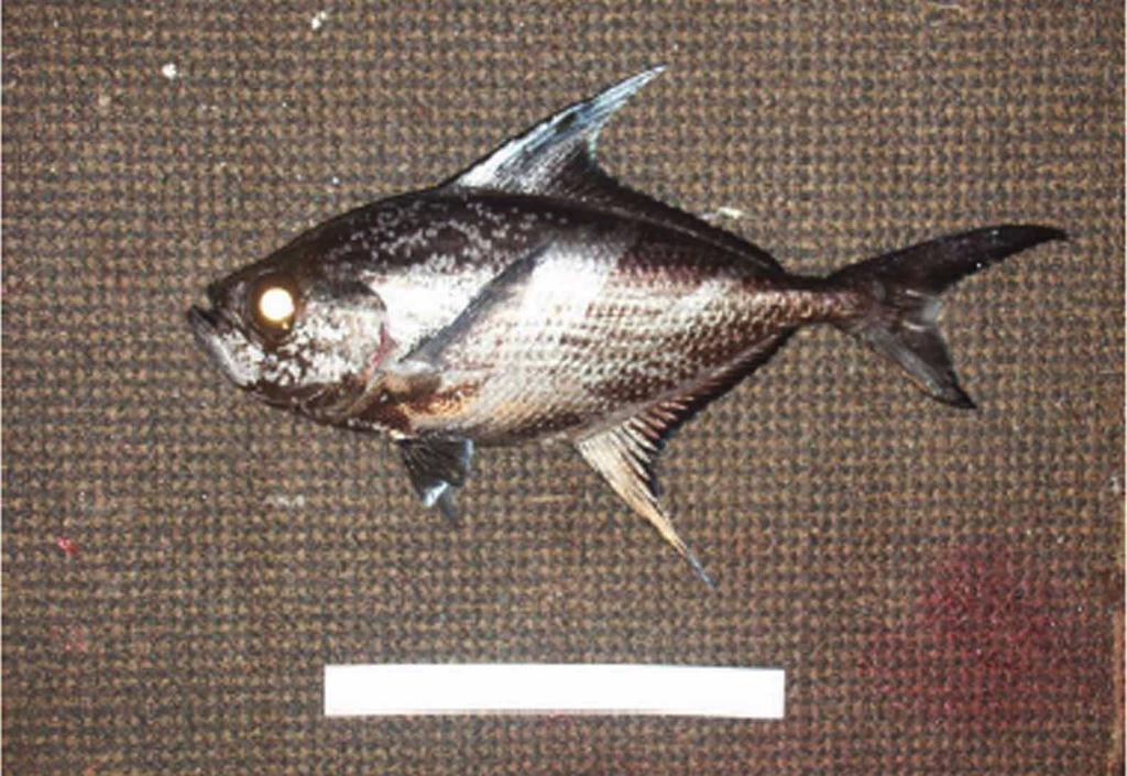 FIGURE 22. Taractes asper, about 45 cm SL, recently collected from Hawaii. Photograph by NMFS Pacific Islands Region Observer Program, Honolulu, Hawaii.