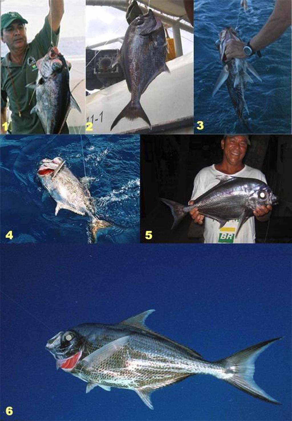FIGURE 3 The Tropical Pomfret becomes a daily catch off Bahia,