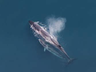 Fin Whale Balaenoptera physalus Federal Listing State Listing Global Rank Rank Regional Status E not tracked G3G4TNR State Very High Photo by Christin Khan, NOAA/NEFSC Justification (Reason for