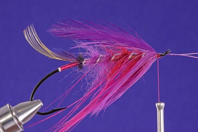 Select two purple hackles and gauged to length.