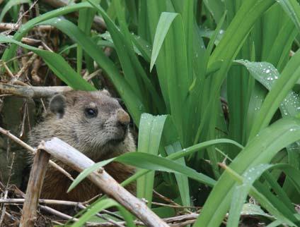 Back when most NH people relied on horses, woodchucks were scorned because their hidden holes could cause a horse to trip and break a leg. No wonder we call them pests!