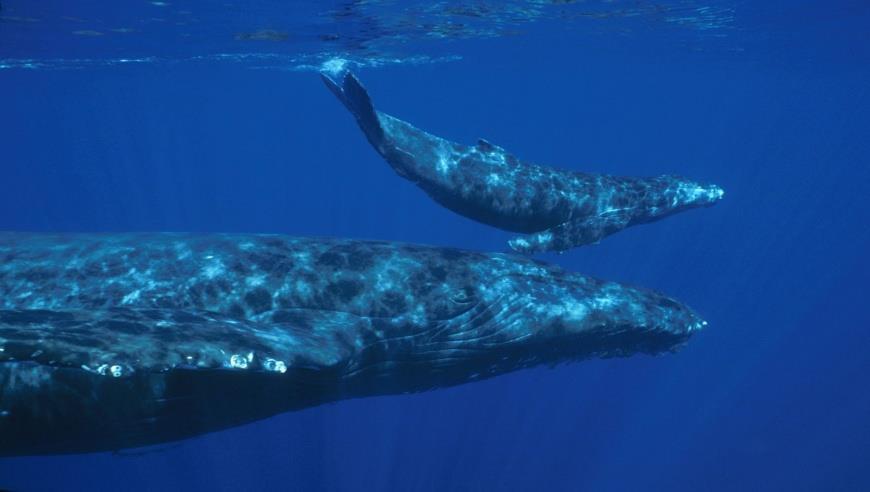 Whales All whales give live birth (viviparity), because whales are mammals. The calves grow inside their mothers and are born with their fins emerging first.