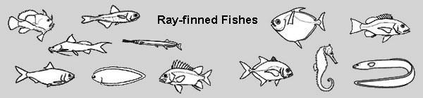talking about ray-finned fishes.