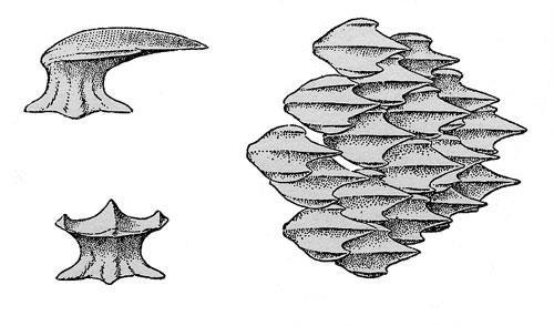 Different whale shapes 4) Texture of skin Shark Fish and sharks do not have skin like we