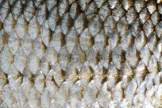 Fish Like most of us know fish have scales, along with reptiles, because scales help protect a fish's body and make it comfortable for the fish to swim and move from