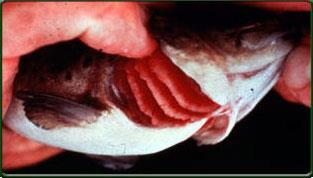 5) How do they breathe? Sharks Sharks have 5-7 gills without a gill cover (operculum). Sharks can breathe in two ways.