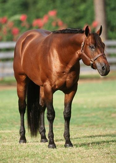 19 Protect Your Assets 1995 AQHA Bay Sire: Good Asset Dam: Scars Social Kitty Advertised Fee: $750 Starting Bid: $375 Chute Fee: 1x $150 Shipped Semen: $200 per collection/insemination fee per