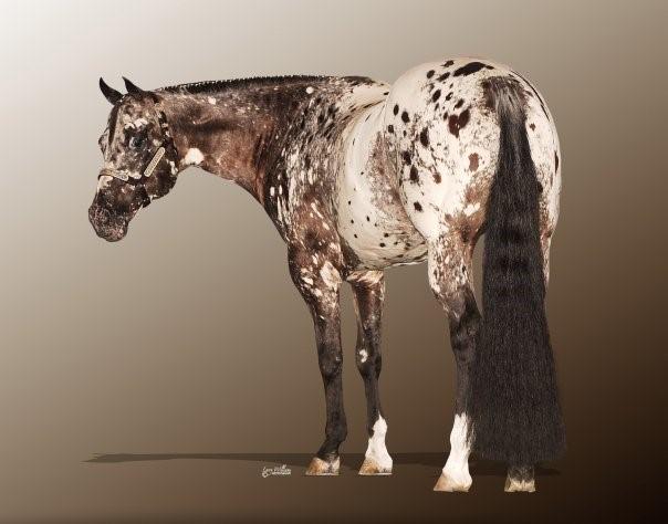 21 State Of Dee Heart 1998 ApHC Bay with Spots Sire: State Of The Art Dam: My Sonny Deelite Advertised Fee: $1000 Starting Bid: $500 Shipped Semen: $300 per shipment cooled semen negative culture/