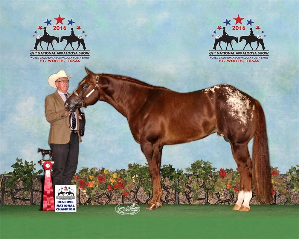 (AQHA) Advertised Fee: $1000 Starting Bid: $500 Chute Fee: $500 Shipped Semen: FedEx or CTC Owned By: Crystal Pitkin Bismark, ND World Champion Sire