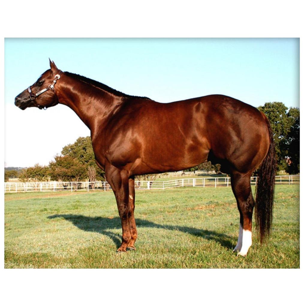 Brentwood, CA 3 Time World Champion National Champion Sire of: 2 World Champions; 1 National Champion; 1 Reserve World Champion; 3 Reserve National Champions & 2007 Grand Champion Mare; 56.