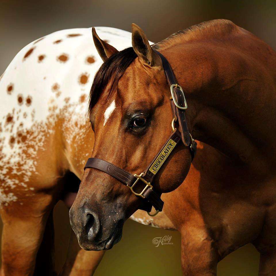 pick up Chute fee: $350 includes 1st shipment Owners: Larry & Jill Goodale Ellsworth, IA World & National Champion Sire Sire of 2014 & 2015 Select Stallion 2YO WP Unanimous Champions and