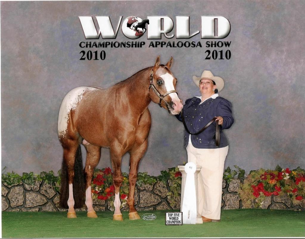 5 Gonna Claim The Fame 2007 ApHC Chestnut w/blanket Sire: Always Dignified Dam: Triple Treat RR Advertised Fee: $650 Starting Bid: $325 Shipped Semen: $175 per shipment + actual FedEx charges