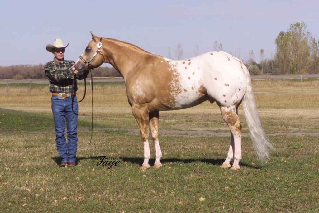9 10 Imaginary Gold 1998 ApHC Palomino with blanket Sire: Imaginate Dam: Kiss Of Heaven Advertised Fee: $600 Shipped Semen: $250 + FedEx overnight charges per collection