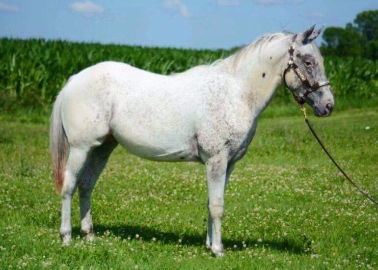 50 plus shipping per shipment Booking fee: $250 due with contract Owners: Myra & John Crawford Elberon, IA Reserve World & National Champion Non Pro Most Colorful at Halter Medallion Winner Superior