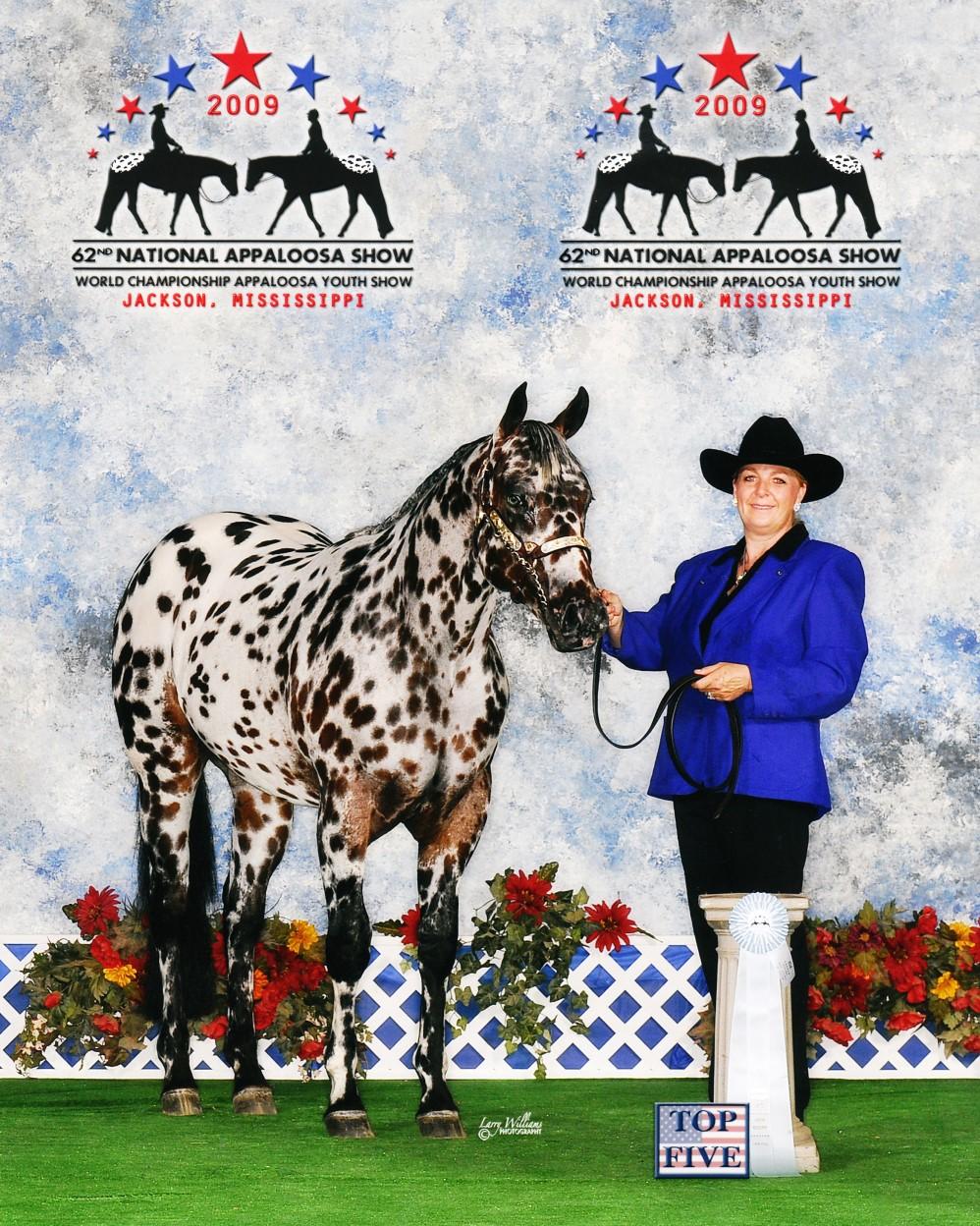 13 14 Mighty Shockin 2008 ApHC Bay Roan Leopard Sire: Just Shockin Yall Dam: Cherry Nurse Advertised Fee: Private Treaty Shipped Semen: No Collection Fee: None Mr All