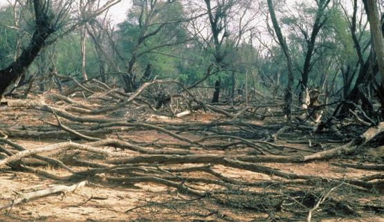 Drought-impacted forest in Mauritania.