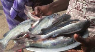 Chrisichthys nigrodigitatus being sold at Kpong Head ponds of the Volta system. Photo: Mamaa Entsua-Mensah there are not included in this assessment.