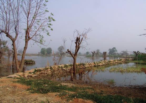 Flooded field as a result of river siltation and typha invasion in Komadugu Yobe river basin, North East Nigeria. Photo: IUCN/Danièle Perrot-Maître 2005).