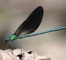 Chapter 5. The status and distribution of dragonflies and damselflies (Odonata) in western Africa Dijkstra, K-D.B. 1, Tchibozo, S. 2, Ogbogu, S.S. 3 5.