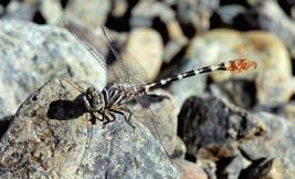 Paragomphus sinaiticus (regionally EN) male in the United Arab Emirates. The isolated population in Niger is the only desert dragonfly considered as threatened in western Africa. Photo: Bob Reimer.