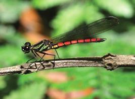 Chlorocypha centripunctata (left; regionally EN) and Pseudagrion risi (right; LC), both photographed near Bamenda in Cameroon, are Cameroon highland endemics that occur only on the southeastern