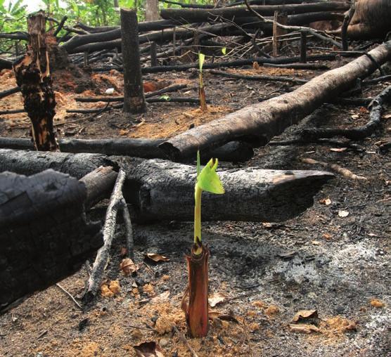 Plantain (Musa sp.) planted in a freshly deforested area near the village of Kamaso and the town of Asankrangwa in the region of the Upper Guinean Rainforest in Western Ghana. Photo: Johannes Förster.