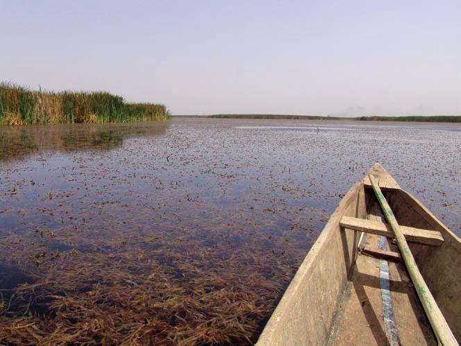Wetland with typha, an invasive grass (on left), in Komadugu Yobe river basin, North East Nigeria. Photo: Danièle Perrot-Maître.