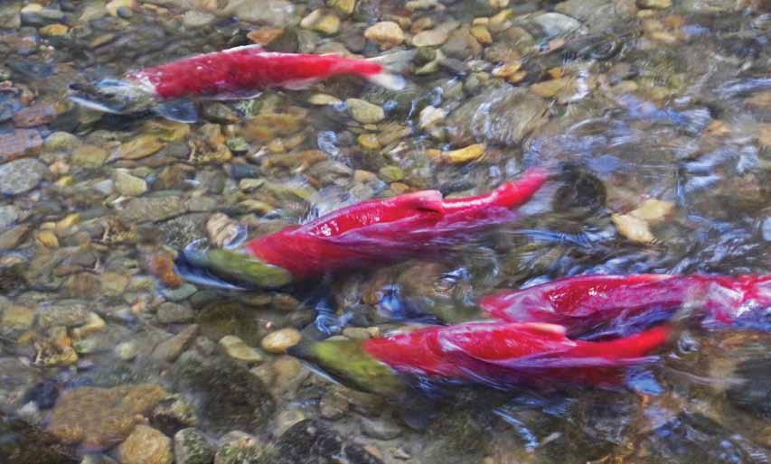 The Uncertain Future of Fraser River Sockeye Volume 2 Causes of the